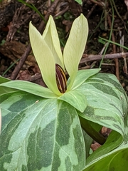 Trillium discolor