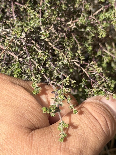 Galium nuttallii, photograph 6