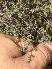 Galium nuttallii, photograph (c) Ian McFaul, some rights reserved (CC BY)