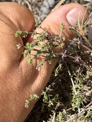(c) Ian McFaul, some rights reserved (CC BY) Galium nuttallii, photograph (c) Ian McFaul, some rights reserved (CC BY)