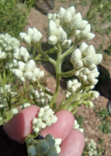 iNaturalist observation photo of California cudweed