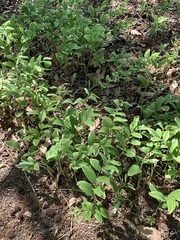 Polygonatum odoratum pluriflorum
