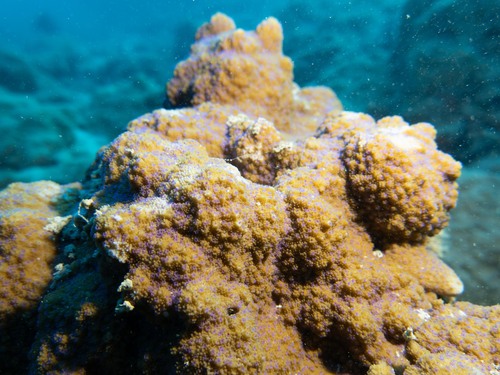 Montipora patula observed 2026-04-24