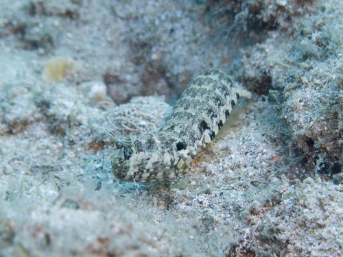 Pseudosquilla observed 2026-04-24