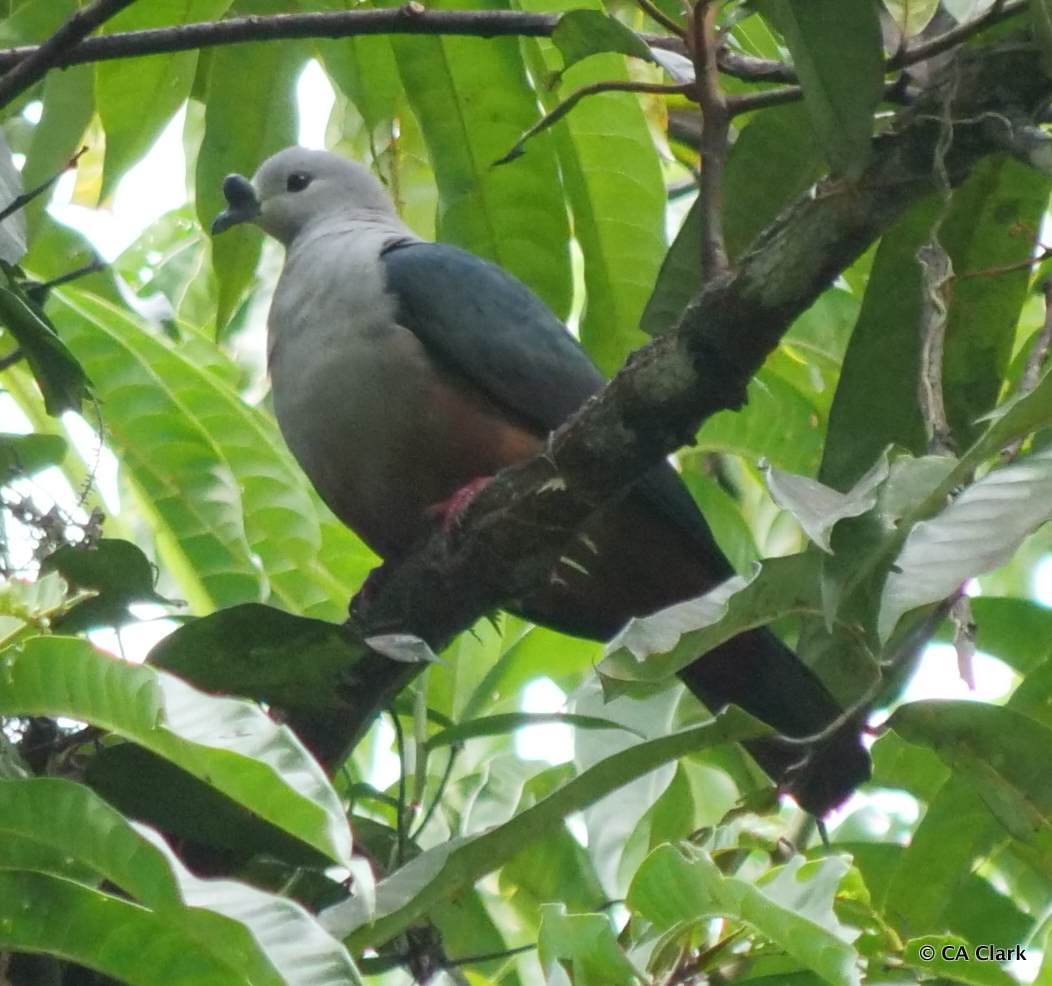 Micronesian Imperial-Pigeon illustration