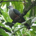Micronesian Imperial Pigeon - Photo (c) sea-kangaroo, some rights reserved (CC BY-NC-ND), uploaded by sea-kangaroo
