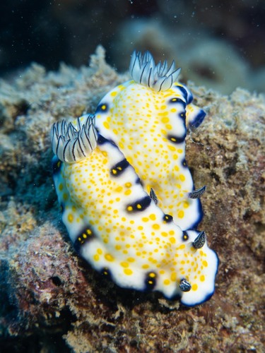 Hypselodoris imperialis observed 2026-04-24