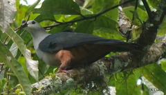 Ducula oceanica