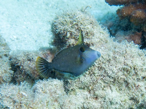 Cantherhines sandwichiensis observed 2026-04-24