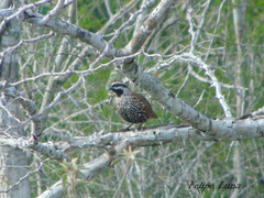 Colinus nigrogularis