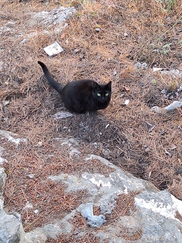 Avistamiento Gato montés (Sierra Nevada)