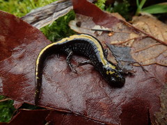 Ambystoma macrodactylum macrodactylum