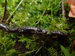 Ambystoma macrodactylum macrodactylum