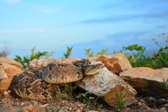 Northwestern Neotropical Rattlesnake photo 2