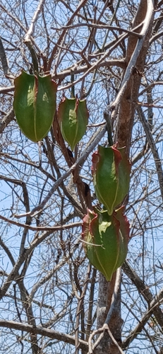 Jacaratia mexicana (Jacaratia mexicana)