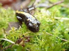 Ambystoma macrodactylum macrodactylum