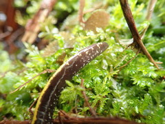 Ambystoma macrodactylum macrodactylum