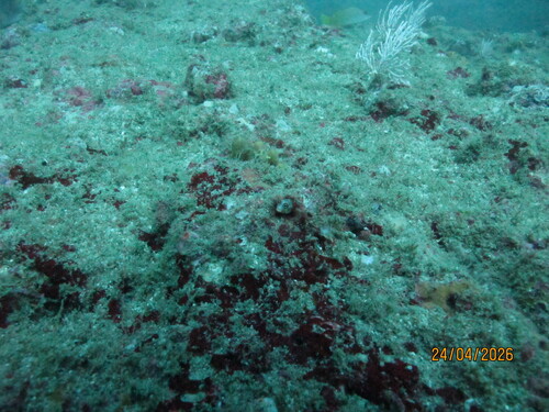 Acanthemblemaria macrospilus