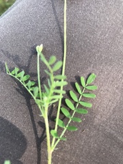 Astragalus leptocarpus