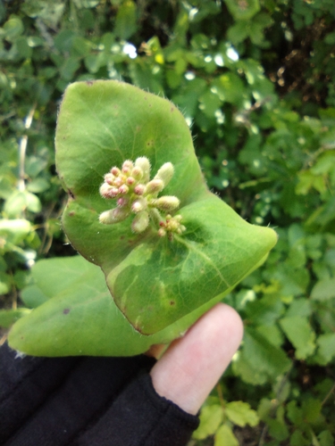 iNaturalist observation photo of Pink Honeysuckle