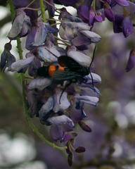 Pygodasis ephippium ephippium