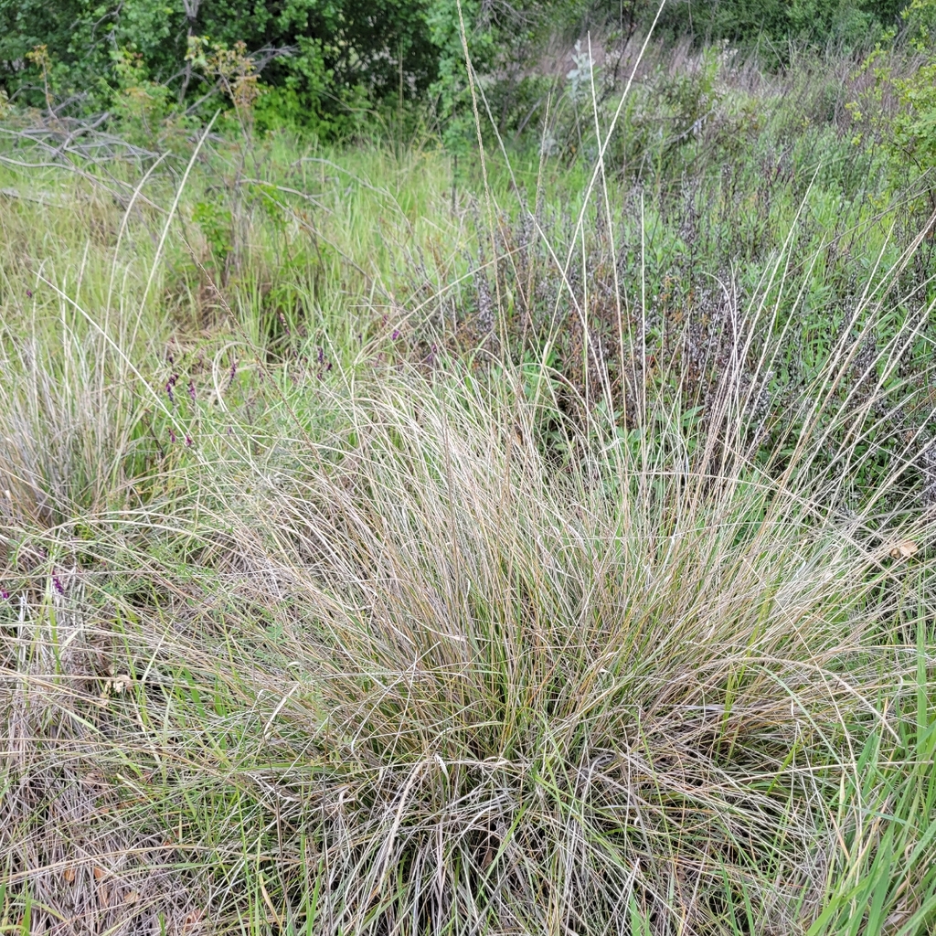 Muhlenbergia rigens; photograph author not stated, no rights reserved