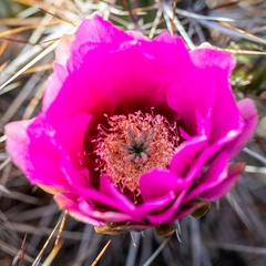 Echinocereus engelmannii engelmannii