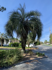Butia capitata
