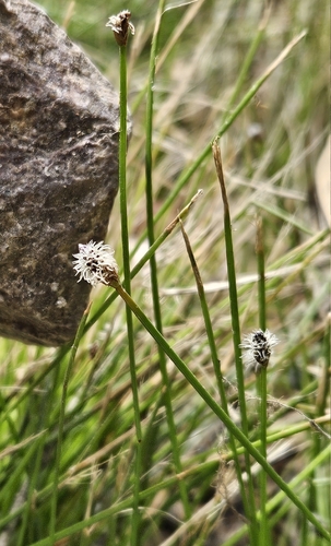 Eleocharis montevidensis, 2026-04-27