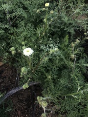 Chaenactis artemisiifolia