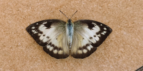 Lemon Migrant
