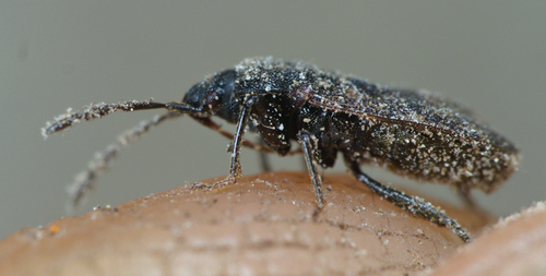Drymus ryei