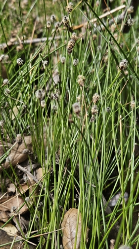 Eleocharis montevidensis, photograph 3