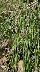 Eleocharis montevidensis, photograph (c) Pete Diamond, some rights reserved (CC BY)