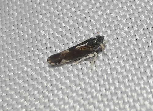 Sardia rostrata, 2026-04-26
