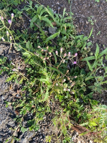 Cyanthillium cinereum observed 2026-04-27