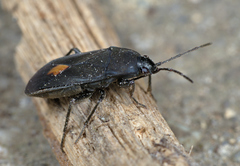 Aphanus rolandri