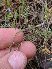 Gilia clivorum
