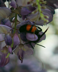 Pygodasis ephippium ephippium