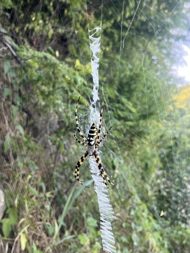 Yellow Garden Spider (Argiope aurantia)