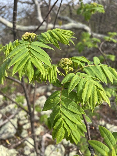 Mountain-ash