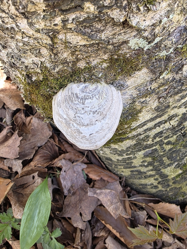 Fomes excavatus · April 2026 · photo: © kristinpiston (iNaturalist, cc0)