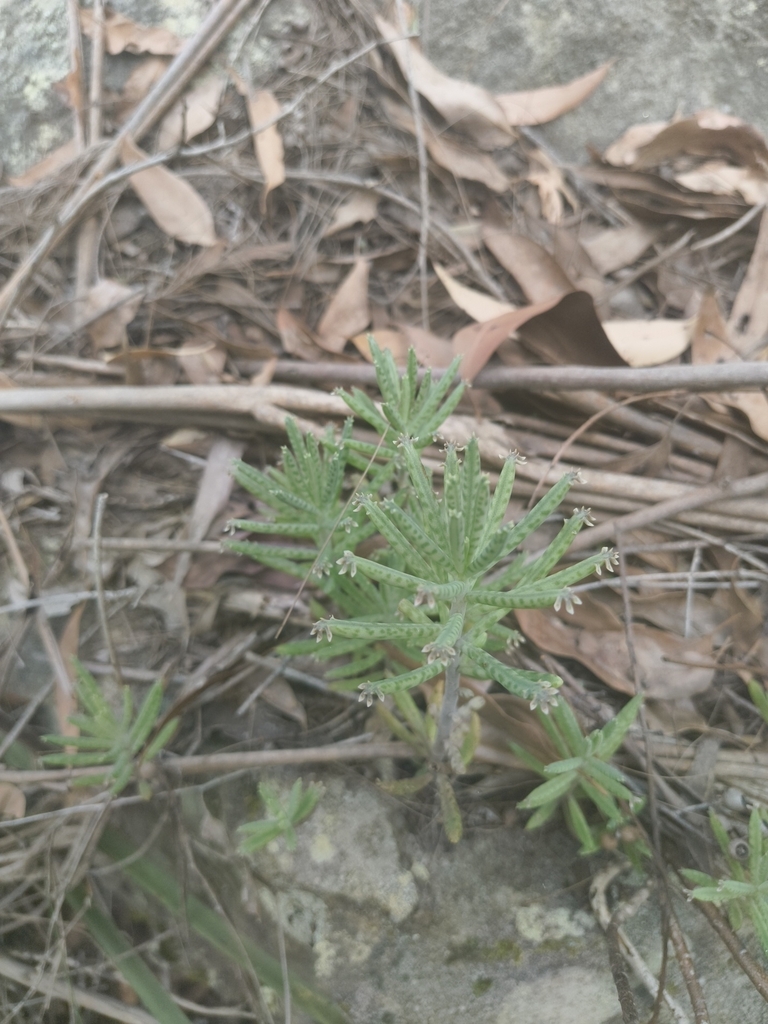 Kalanchoe delagoensis, Epping NSW 2121, Australia