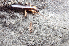 Anisolabis littorea