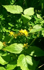 Hypericum kamtschaticum