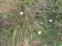 Convolvulus erubescens