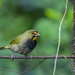 Yellow-faced Grassquit - Photo (c) Tonny Rios, some rights reserved (CC BY-NC), uploaded by Tonny Rios