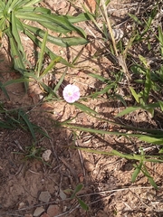 Convolvulus erubescens