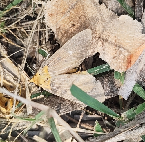 Tropical Tiger Moth