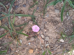 Convolvulus erubescens